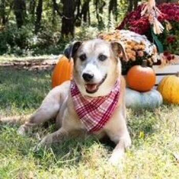 Rescue Catahoula Leopard Dog and German Shepherd Dog Dogs for Adoption in Springfield, Missouri - Athena | PetCurious