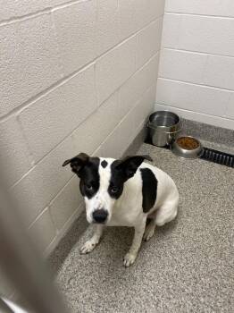Papaya -  Terrier Dog for Adoption in Van Wert, Ohio - Papaya | PetCurious