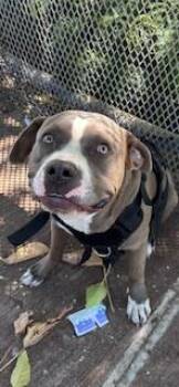 Pit Bull Terrier and Mixed Breed Dogs Available for Adoption in Honolulu, Hawaii - Buster | PetCurious