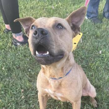 Russel -  Mixed Breed Dog for Adoption in Monroe, Michigan - Russel | PetCurious
