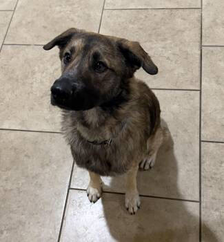 Bandit -  German Shepherd Dog Dog for Adoption in Scottsdale, Arizona - Bandit | PetCurious