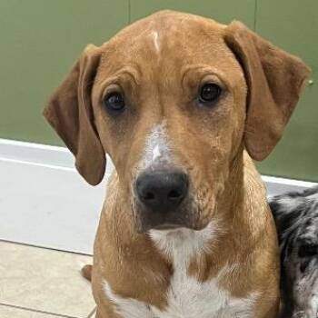 Labrador Retriever Dogs Available for Adoption in Chelmsford, Massachusetts - Sunny | PetCurious