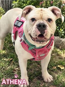 ATHENA -  American Bulldog Dog for Adoption in Lucas, Texas - ATHENA | PetCurious