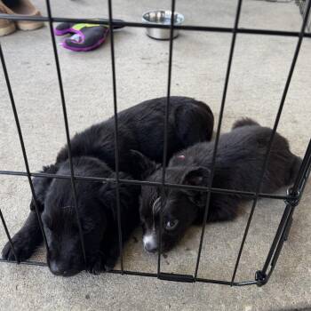 Wendy Peffercorn -  Flat Coated Retriever and Black Labrador Retriever Dog for Adoption in New Orleans, Louisiana - Wendy Peffercorn | PetCurious