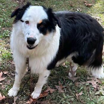 Rescue Australian Shepherd Dogs for Adoption in Ontario, California - Casper LA | PetCurious