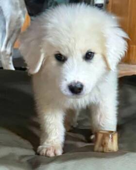 Fisher -  Great Pyrenees Dog for Adoption in Larkspur, Colorado - Fisher | PetCurious