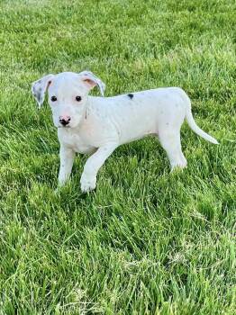 Pit Bull Terrier Dogs Available for Adoption in Salisbury, Maryland - Cue Ball | PetCurious