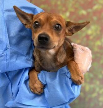 Yara -  Chihuahua and Mixed Breed Dog for Adoption in San Antonio, Texas - Yara | PetCurious