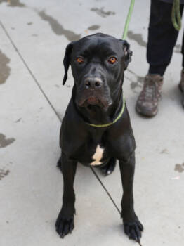 Rescue Mixed Breed Dogs for Adoption in Chamblee, Georgia - Fairytale | PetCurious