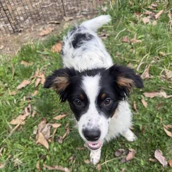 Australian Shepherd and Australian Cattle Dog Blue Heeler Dogs Available for Adoption in Festus, Missouri - Jesse - Dukes Of Hazzard Litter | PetCurious