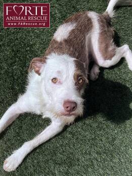 Teddy -  Wire Fox Terrier and Border Collie Dog for Adoption in Marina Del Rey, California - Teddy | PetCurious