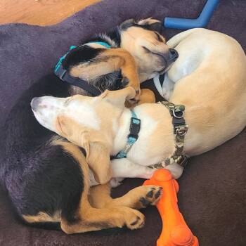 John -  Hound and Mixed Breed Dog for Adoption in Ferndale, Michigan - John | PetCurious