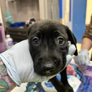 Black Labrador Retriever and Mixed Breed Dogs Available for Adoption - Periwinkle | PetCurious