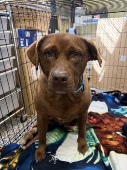Jade -  Labrador Retriever Dog for Adoption in Lakeland, Florida - Jade | PetCurious