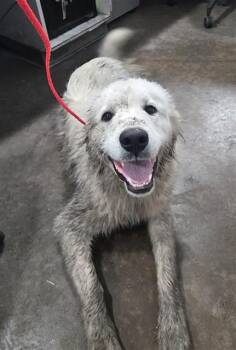 Mixed Breed Dogs Available for Adoption - BRONZE | PetCurious