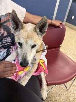 Terrier and Mixed Breed Dogs Available for Adoption in Doral, Florida - MIRACLE | PetCurious