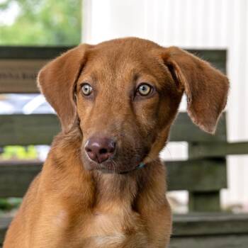 Hootie -  Labrador Retriever and Mixed Breed Dog for Adoption in Mckean, Pennsylvania - Hootie | PetCurious