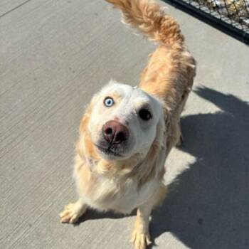 Golden Retriever Dogs Available for Adoption - Tucker | PetCurious