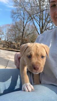 Australian Shepherd and Chocolate Labrador Retriever Dogs Available for Adoption - Tarragon | PetCurious