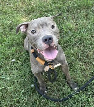 Ella Kay -  Pit Bull Terrier Dog for Adoption in Evansville, Indiana - Ella Kay | PetCurious