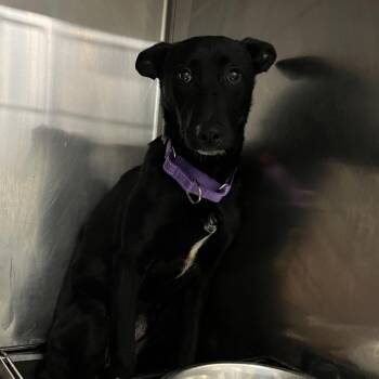 German Shepherd Dog and Mixed Breed Dogs Available for Adoption in Marysville, Ohio - Athena | PetCurious