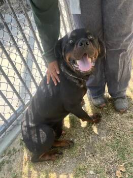 Rottweiler and Mixed Breed Dogs Available for Adoption in Riverside, California - MICHAEL MYERS | PetCurious