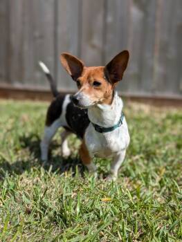 Coletta OR14210-Thw -  Dachshund and Chihuahua Dog for Adoption in Missouri City, Texas - Coletta OR14210-Thw | PetCurious