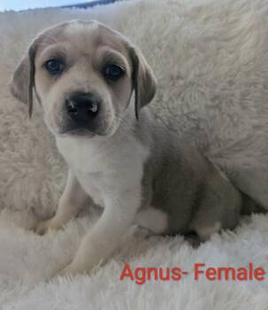 Agnus -  Great Pyrenees Dog for Adoption in Cheektowaga, New York - Agnus | PetCurious