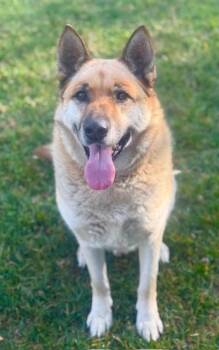 MAX -  German Shepherd Dog Dog for Adoption in Riverside, California - MAX | PetCurious