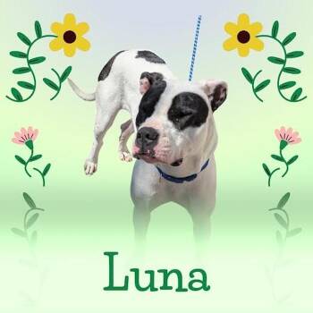 Rescue Terrier Dogs for Adoption in York, Nebraska - Luna | PetCurious