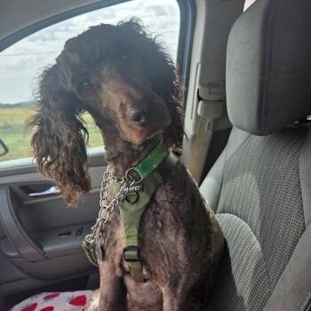 Nova Mae -  Standard Poodle and Mixed Breed Dog for Adoption in Madison, Wisconsin - Nova Mae | PetCurious