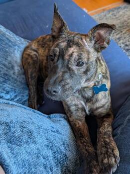 Rain -  Terrier Dog for Adoption in Minneapolis, Minnesota - Rain | PetCurious