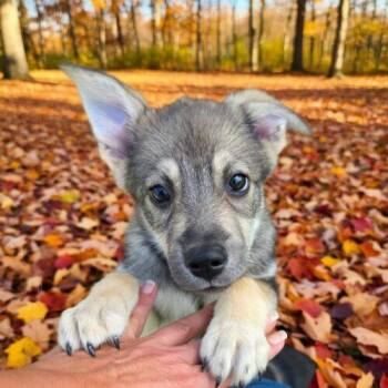 Nora (#346) -  Norwegian Elkhound Dog for Adoption in Twin Lakes, Wisconsin - Nora (#346) | PetCurious