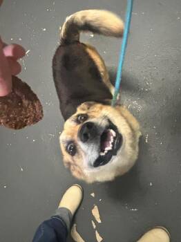 Shepherd and Corgi Dogs Available for Adoption in Russellville, Kentucky - Stubby | PetCurious