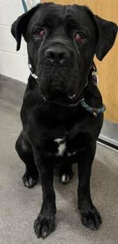 VESPER -  Cane Corso Dog Available for Adoption - VESPER | PetCurious