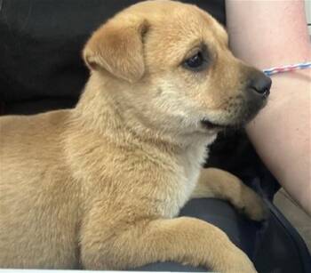 Mixed Breed Dogs Available for Adoption - CARAMEL | PetCurious