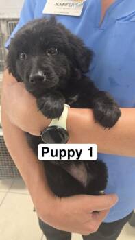 Annie -  Labrador Retriever and German Shepherd Dog Dog for Adoption in Largo, Florida - Annie | PetCurious