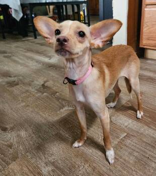 Bambi -  Chihuahua Dog for Adoption - Bambi | PetCurious