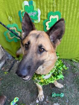Radio -  German Shepherd Dog Dog Available for Adoption in New Braunfels, Texas - Radio | PetCurious