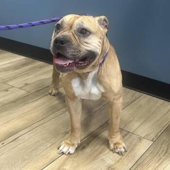 Nylah -  Pit Bull Terrier Dog for Adoption in Newark, New Jersey - Nylah | PetCurious