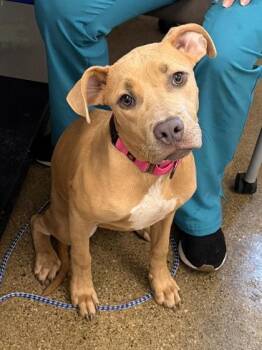 Magenta -  Pit Bull Terrier Dog for Adoption in Cleveland, Ohio - Magenta | PetCurious