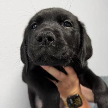 Wemby -  Great Pyrenees and Labrador Retriever Dog Available for Adoption in Idaho Falls, Idaho - Wemby | PetCurious