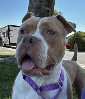 Rescue American Bulldog Dogs for Adoption in Tracy, California - Hazel | PetCurious