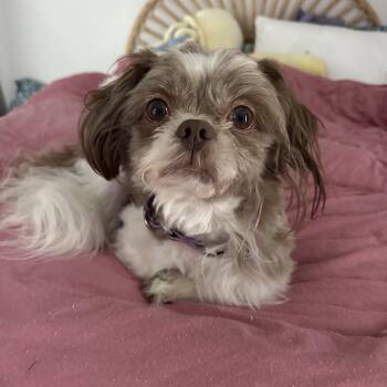 Mixed Breed Dogs Available for Adoption in Chelmsford, Massachusetts - Mr Bugs  | PetCurious