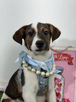 Phoebe-One of our Amazing Rescue Dogs -  Labrador Retriever and Jack Russell Terrier Dog for Adoption in Carlsbad, California - Phoebe-One Of Our Amazing Rescue Dogs | PetCurious