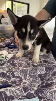 Rescue Husky Dogs for Adoption in Holly Springs, North Carolina - Jonsey (Fortnite Litter) | PetCurious