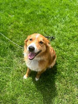 Mojo -  Australian Shepherd Dog for Adoption in Elk River, Minnesota - Mojo | PetCurious