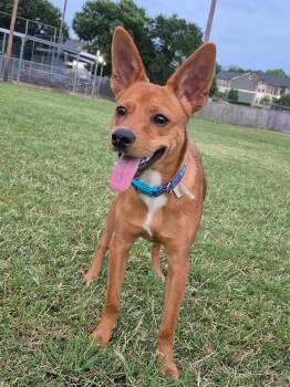 Rescue Rat Terrier Dogs for Adoption in Brenham, Texas - Kipper (male) | PetCurious