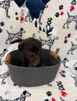 Tulsa Grey collar -  Terrier and Australian Shepherd Dog for Adoption in Syracuse, Indiana - Tulsa Grey Collar | PetCurious