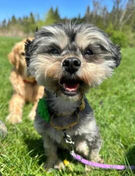 Schnoodle and Yorkie Poo Dogs Available for Adoption in Hartford, Vermont - JELLYBEAN | PetCurious